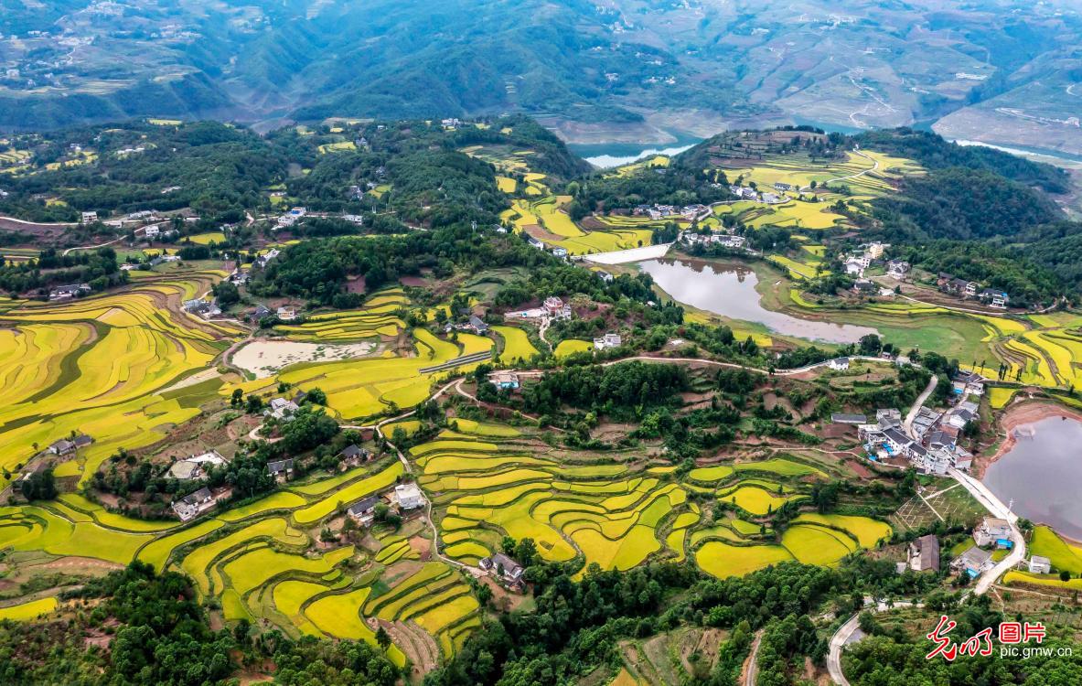 Golden paddy field seen in SW China's Guizhou