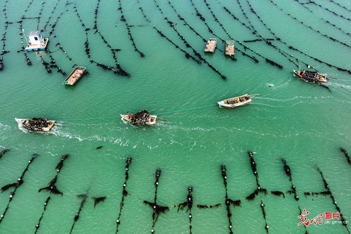 Fishing back to normal after typhoon in E China's Shandong