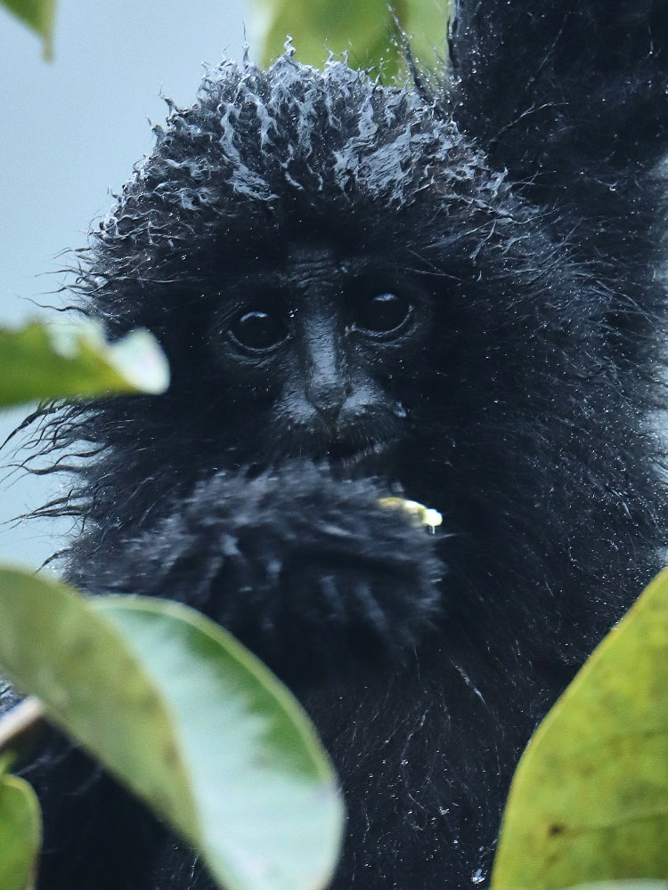 Rare gibbon from Guangxi captured in photos