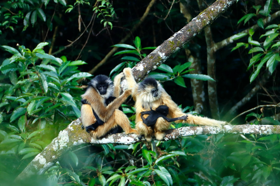 Rare gibbon from Guangxi captured in photos