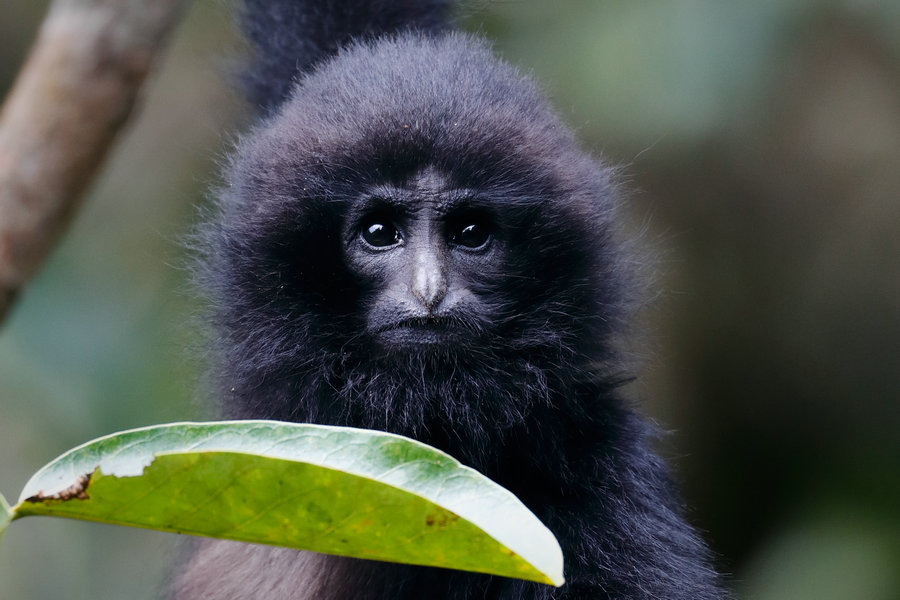 Rare gibbon from Guangxi captured in photos