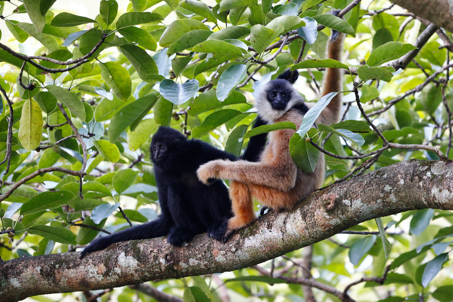 Rare gibbon from Guangxi captured in photos