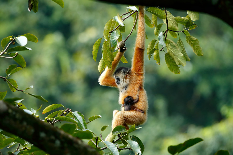 Rare gibbon from Guangxi captured in photos