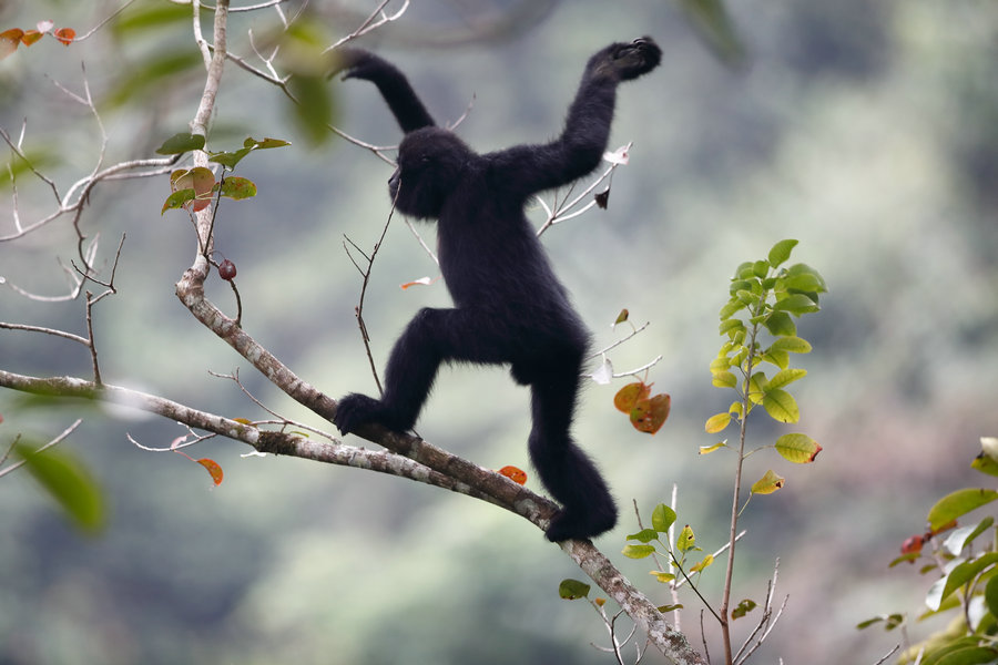 Rare gibbon from Guangxi captured in photos