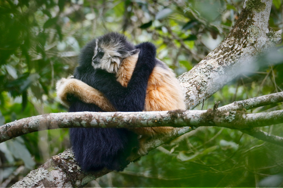 Rare gibbon from Guangxi captured in photos