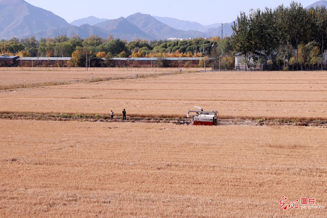 Opening ceremony of West Beijing Rice Farm held in Beijing's Haidian district Opening ceremony of West Beijing Rice Farm held in Beijing's Haidian district