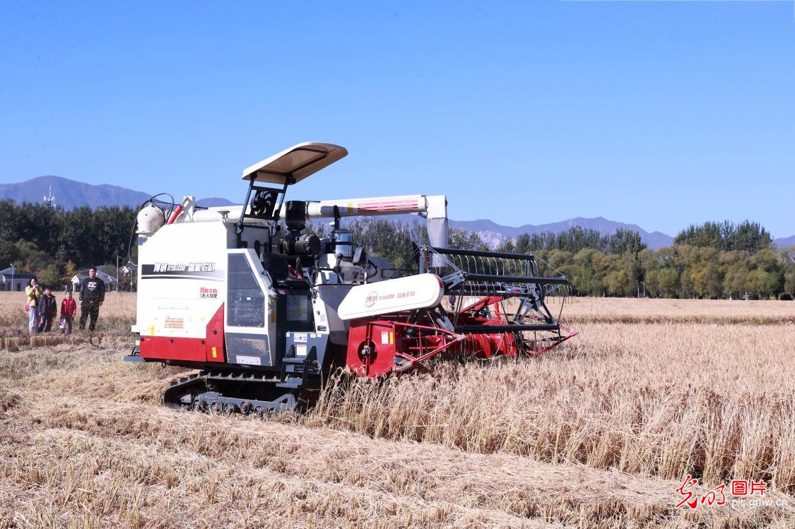 Opening ceremony of West Beijing Rice Farm held in Beijing's Haidian district Opening ceremony of West Beijing Rice Farm held in Beijing's Haidian district