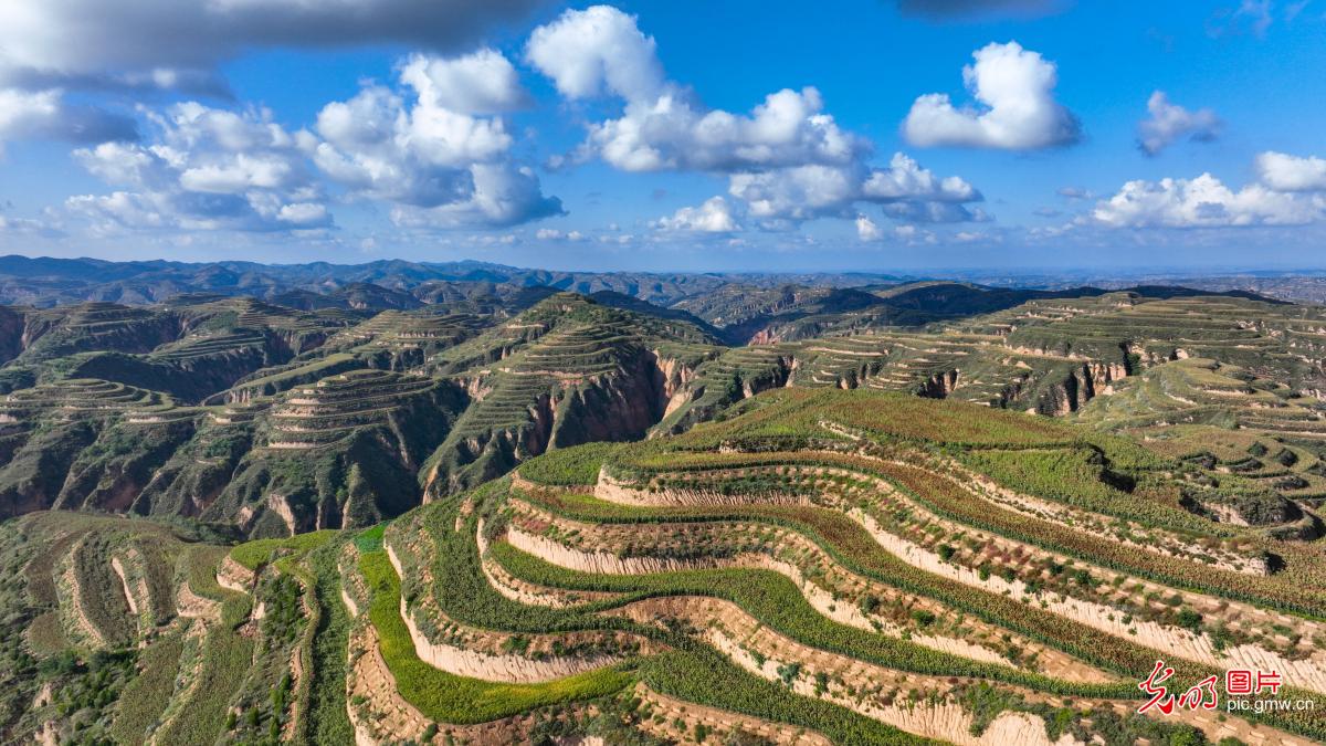 Autumn scenery of terraced fields across China