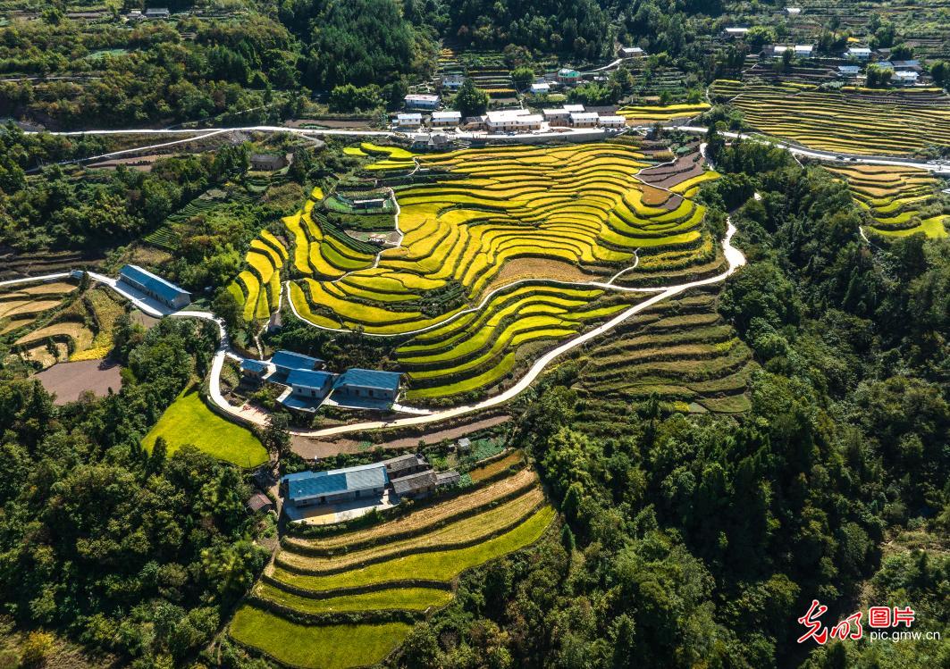 Autumn scenery of terraced fields across China