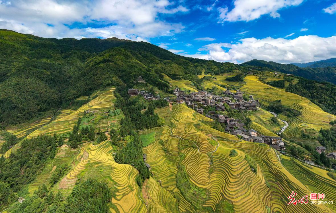 Autumn scenery of terraced fields across China