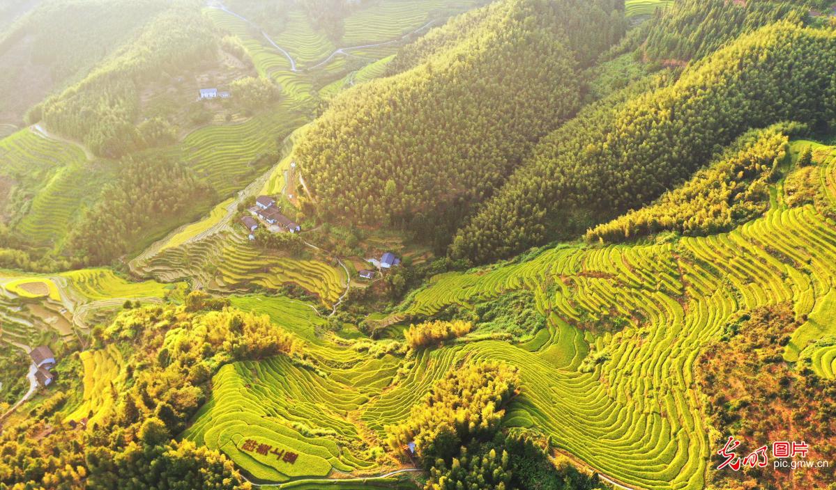 Autumn scenery of terraced fields across China