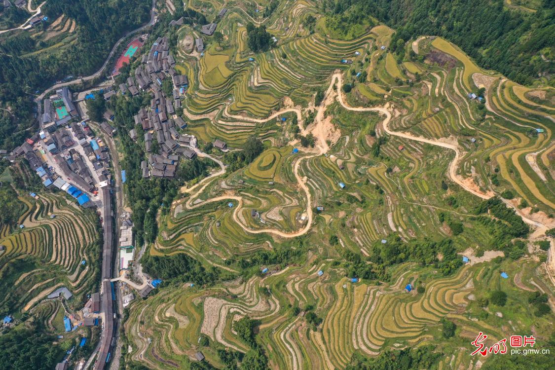Autumn scenery of terraced fields across China