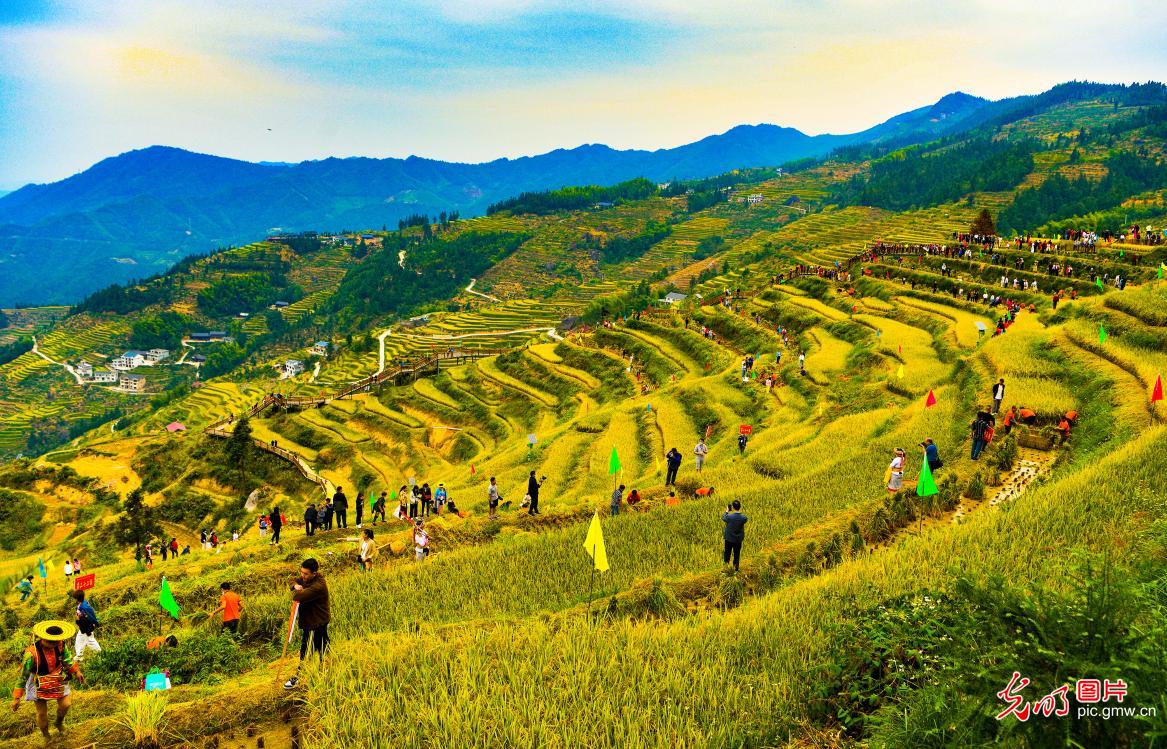 Autumn scenery of terraced fields across China