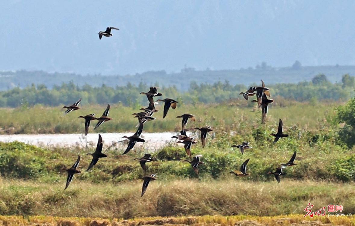 Migratory birds coming to wetlands for wintering as weather gets colder