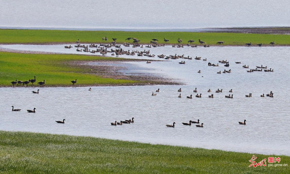 Migratory birds coming to wetlands for wintering as weather gets colder