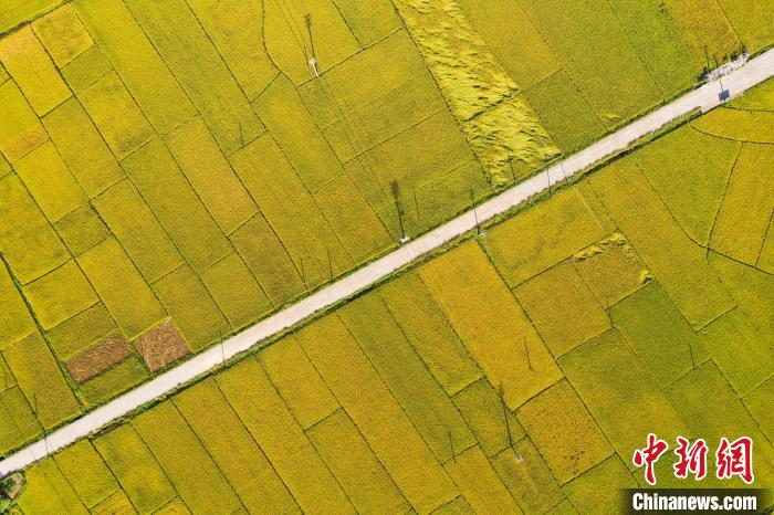 Aerial view of harvest scenery in S China’s Guangxi