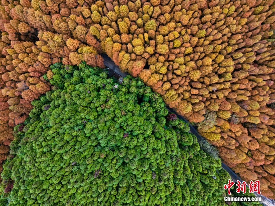 Amazing autumn scenery seen in SW China’s Chongqing