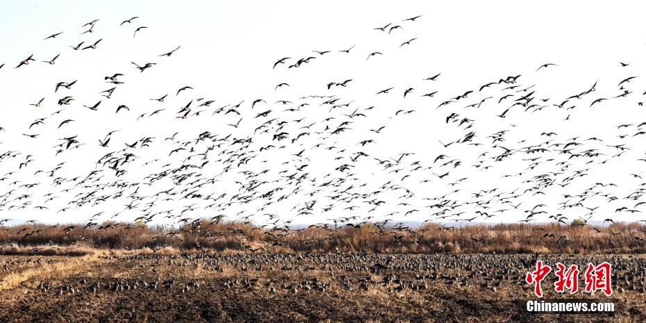 Migrant birds seen in NE China’s Heilongjiang Province