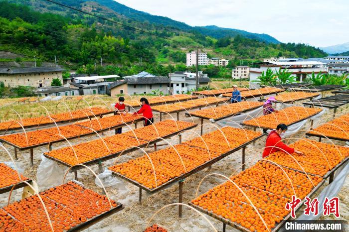 Farmers busy in drying persimmons in air in SE China’s Fujian Province