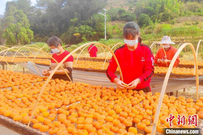 Farmers busy in drying persimmons in air in SE China’s Fujian Province