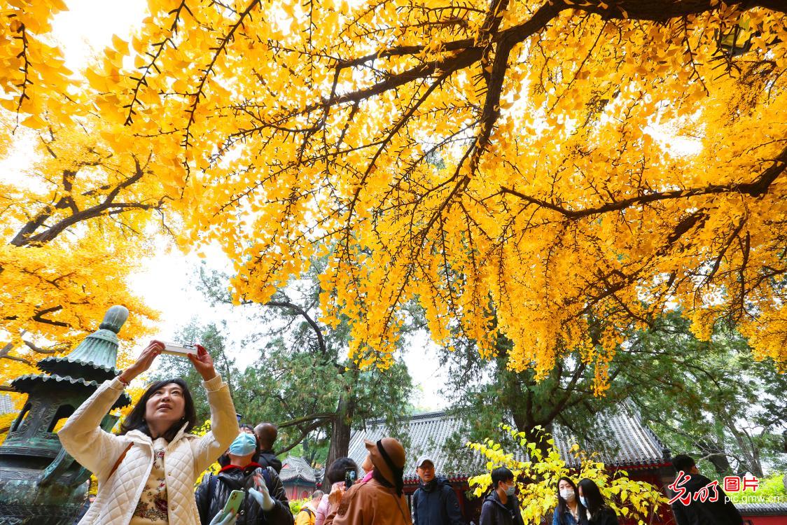 Ginkgo trees at Beijing Hongluosi enter best viewing period