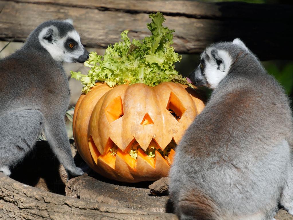 Halloween celebrated at Bioparco zoo in Rome, Italy