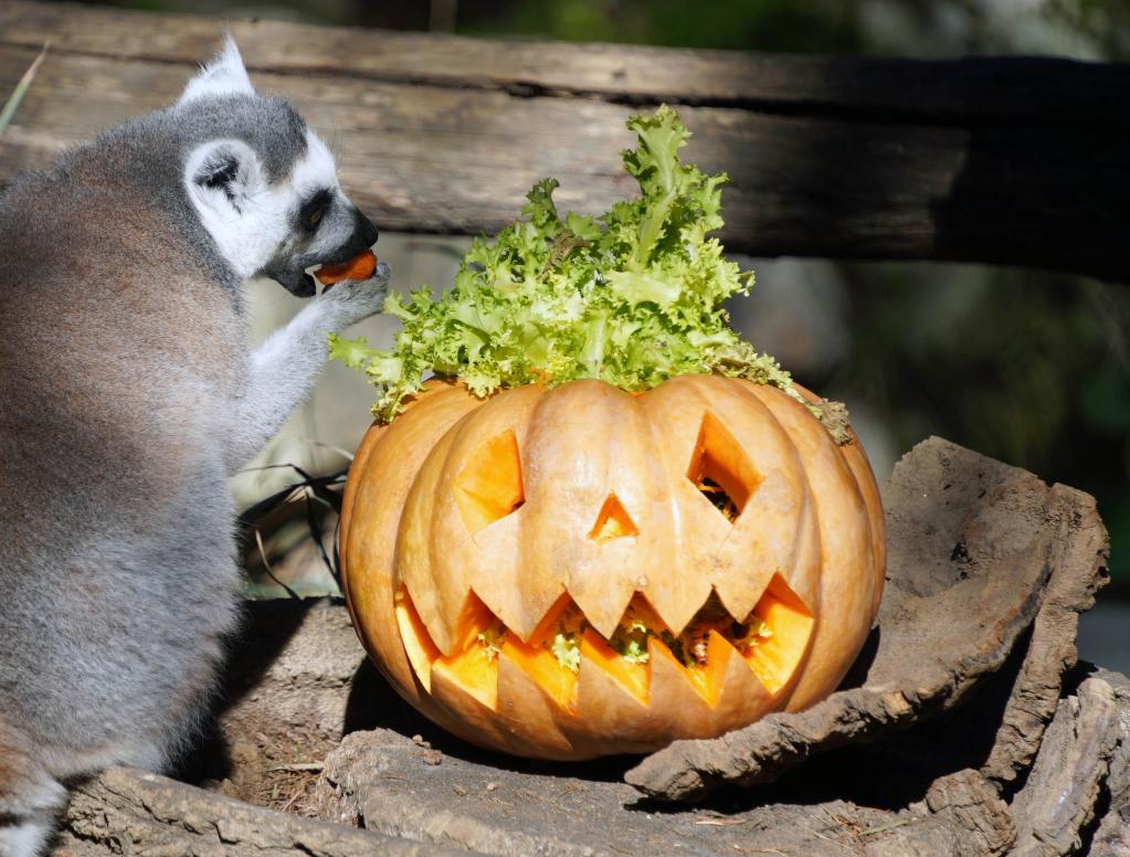 Halloween celebrated at Bioparco zoo in Rome, Italy