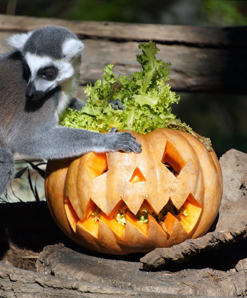 Halloween celebrated at Bioparco zoo in Rome, Italy
