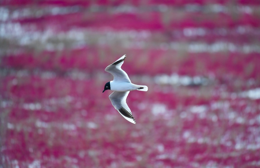 Practitioners, experts hail China's wetlands conservation