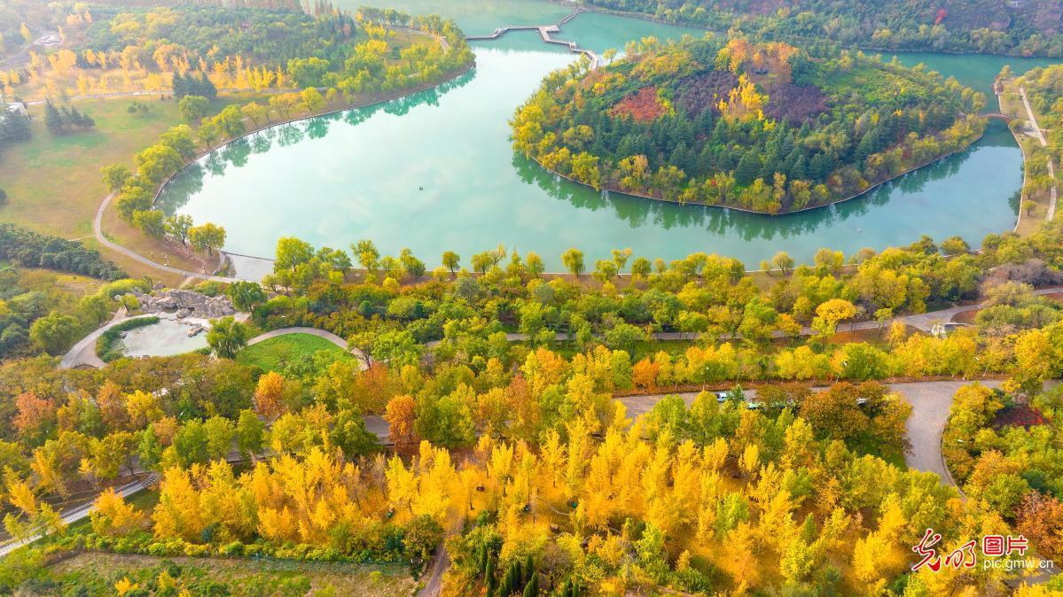 黄河湿地公园秋色斑斓