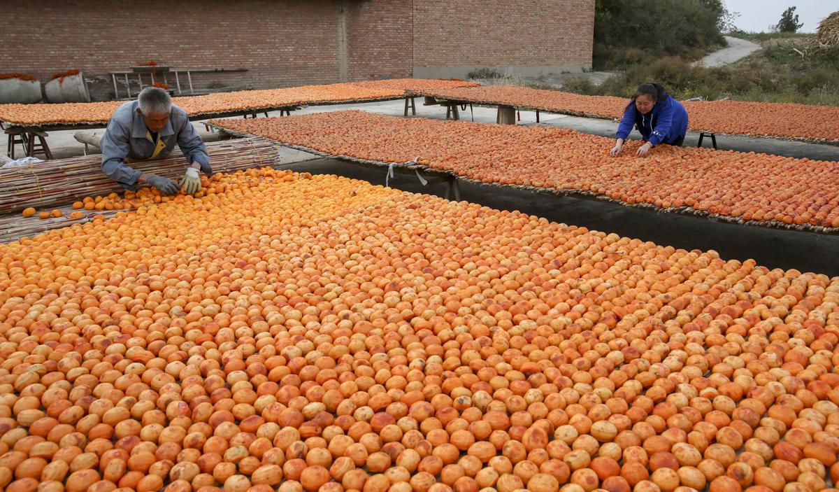 In Shanxi, persimmon harvest rich
