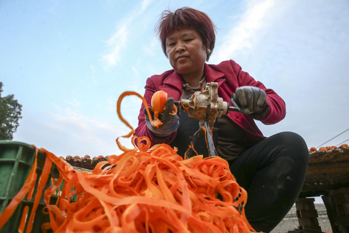 In Shanxi, persimmon harvest rich