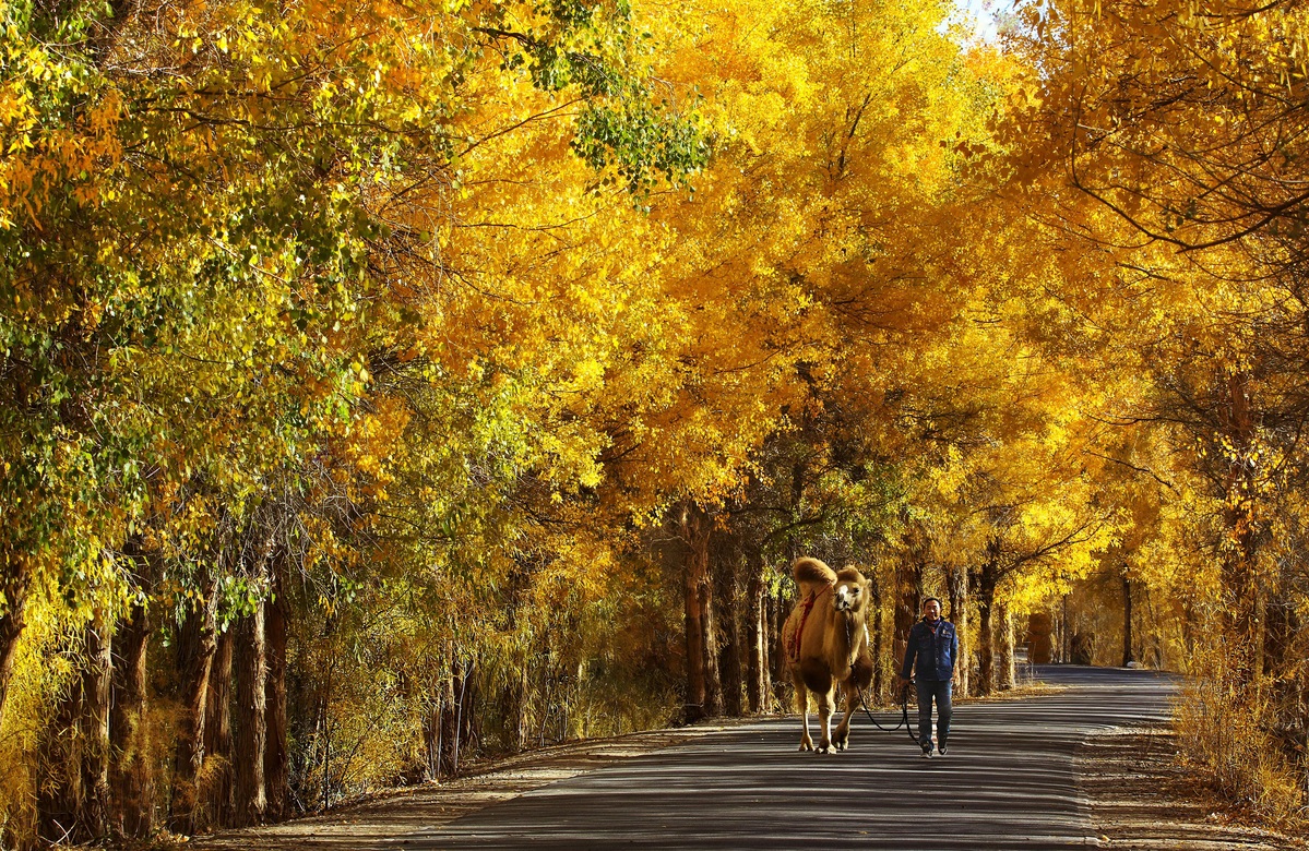 Euphrates poplar trees turn to gold in Gansu