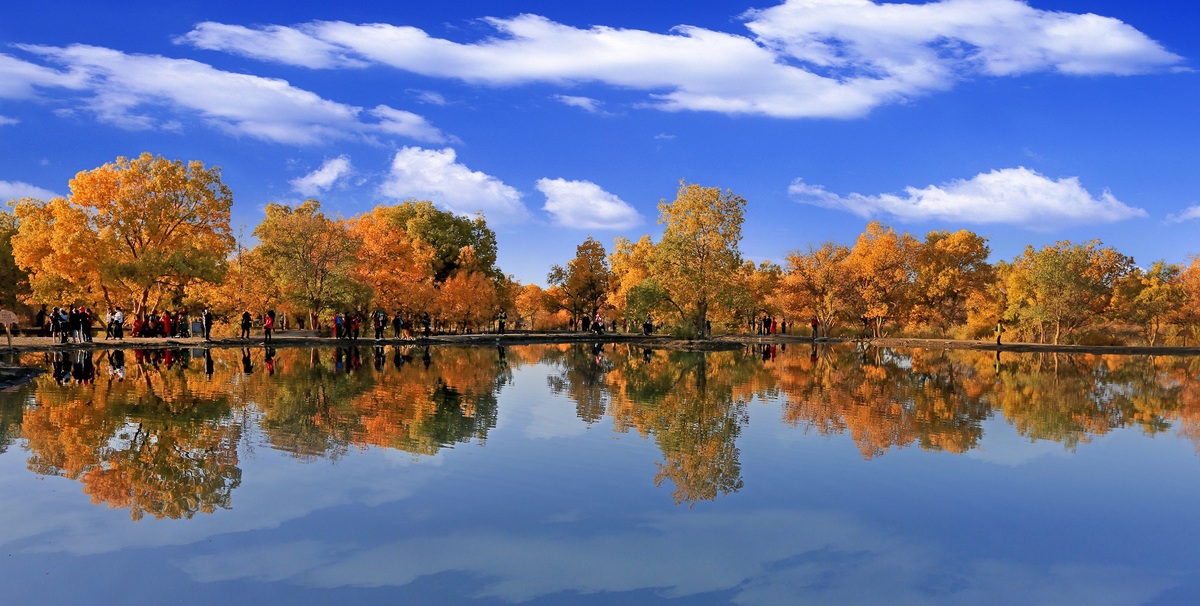 Euphrates poplar trees turn to gold in Gansu
