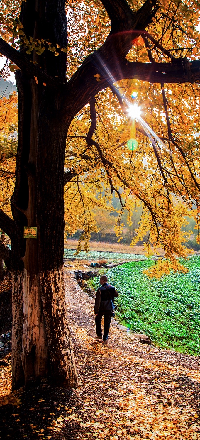 In ancient Anlu, ginkgo trees reflect autumn