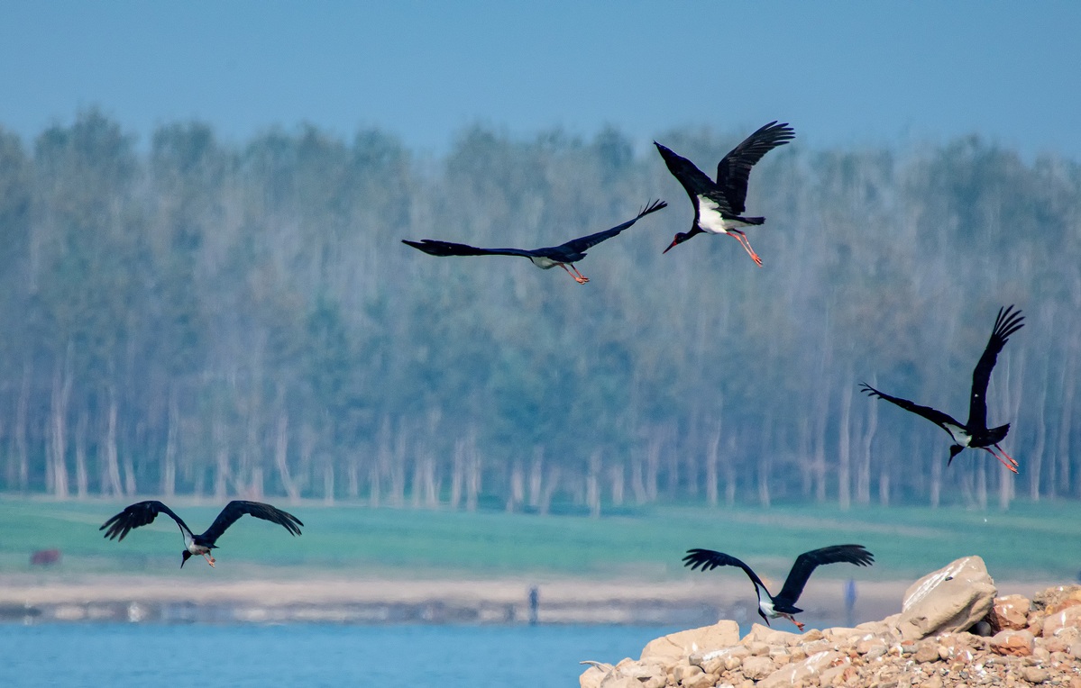 Endangered storks appear along Yangtze River