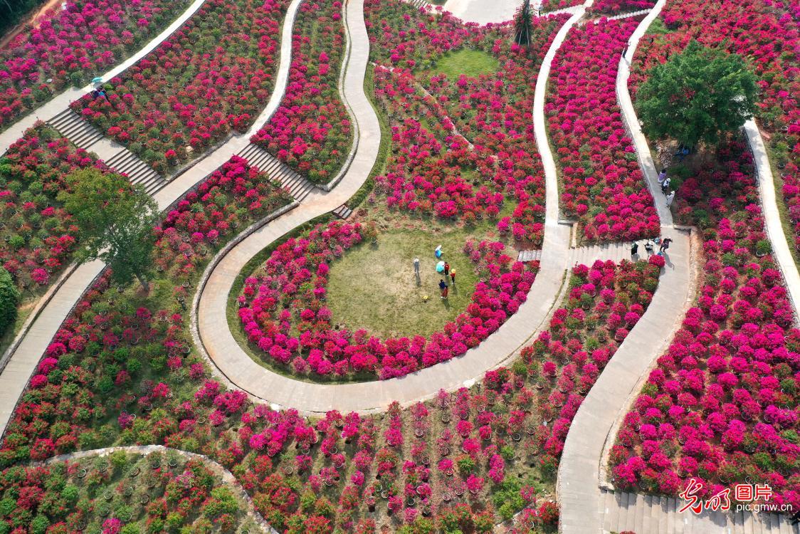 Winter flowers in full bloom in SW China's Guangxi