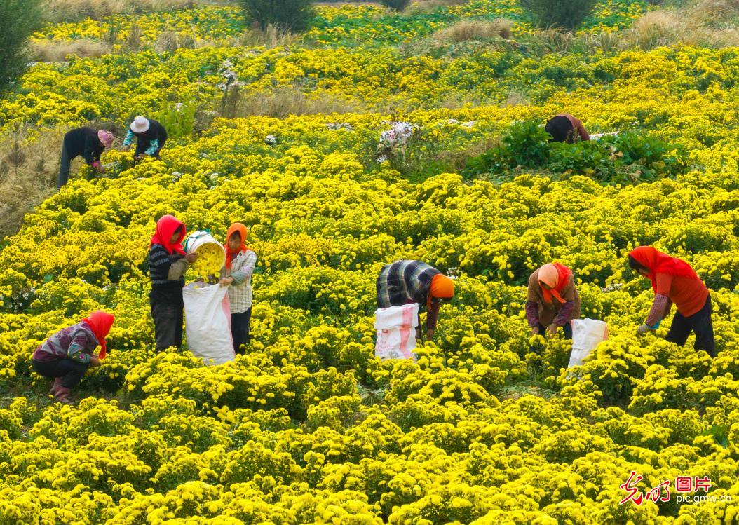Chrysanthemum industry strengthening rural revitalization