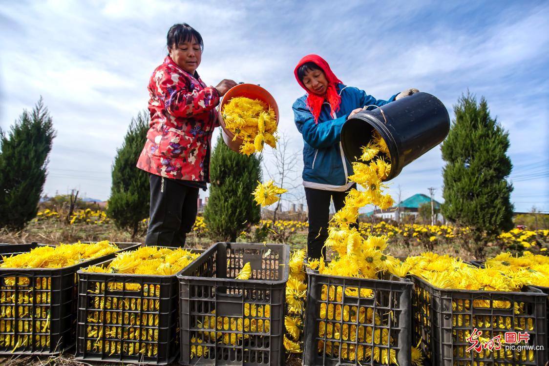 Chrysanthemum industry strengthening rural revitalization