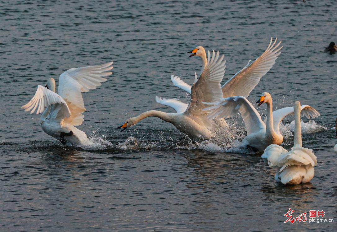 Swan flocks in east China's Shandong Province