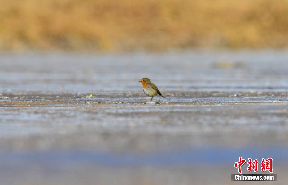 European robins seen in NW China’s Qinghai Province