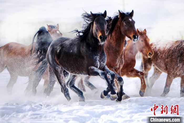 Running horses seen in NW China’s Xinjiang