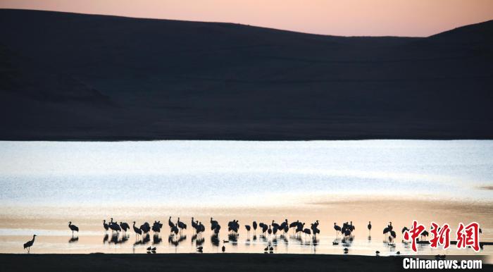 2,260 black-necked cranes pass the winter in SW China’s Yunnan Province