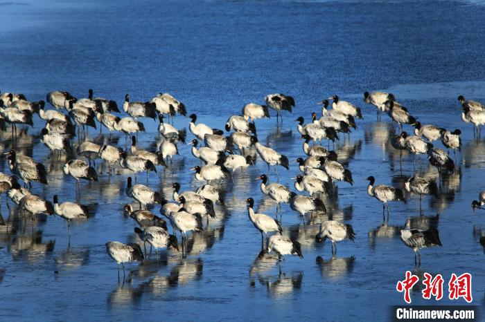 2,260 black-necked cranes pass the winter in SW China’s Yunnan Province
