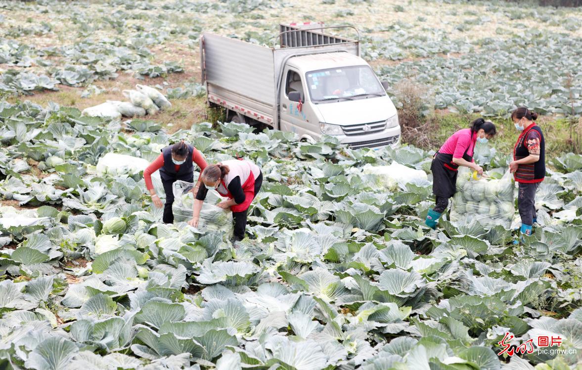 Winter storage of vegetables stepped up across the country to ensure market supply