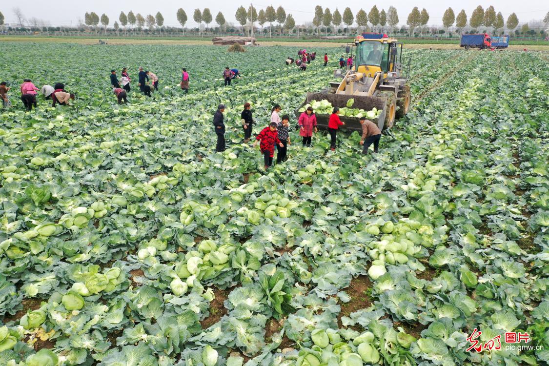 Winter storage of vegetables stepped up across the country to ensure market supply