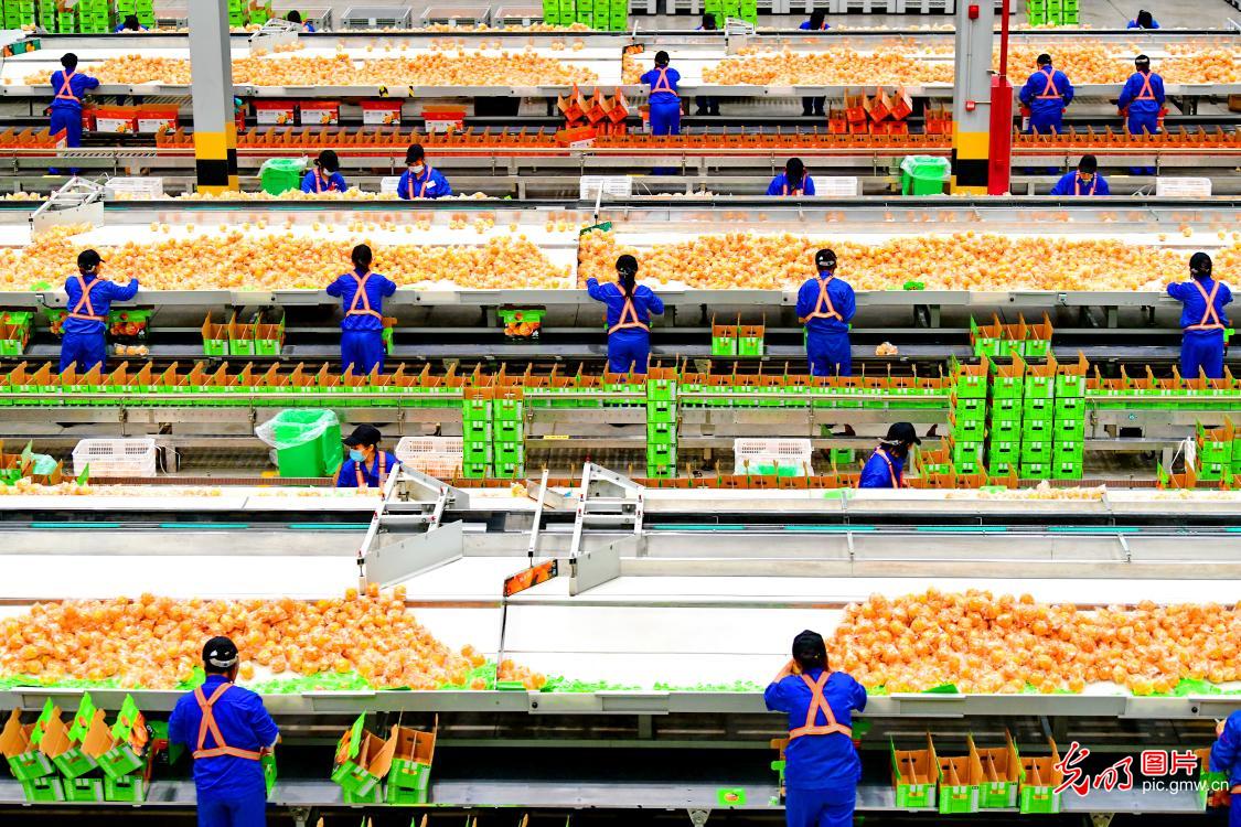 Digital technology boosts navel orange industry in E China's Jiangxi
