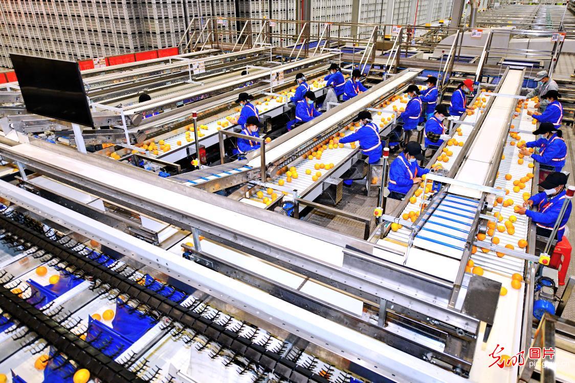 Digital technology boosts navel orange industry in E China's Jiangxi