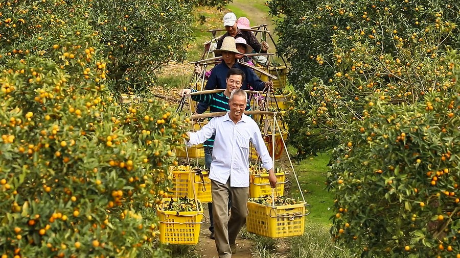 Guangxi farmers strike gold with kumquat