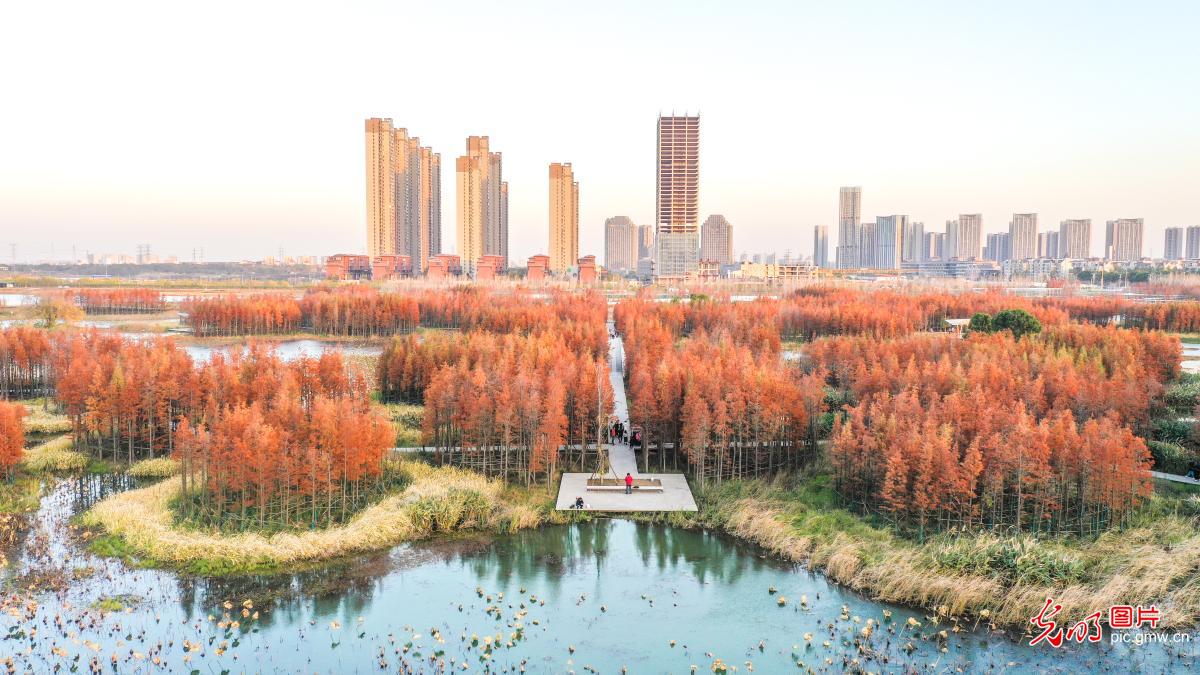In Pics: Winter scenery of wetland in E China's Jiangxi
